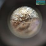 โหลดรูปภาพลงในเครื่องมือใช้ดูของ Gallery กล้องส่องพระ Belomo 10x

